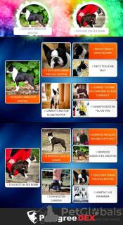 Foto №2 zu Ankündigung № 105215 zu verkaufen boston terrier - einkaufen Serbien züchter