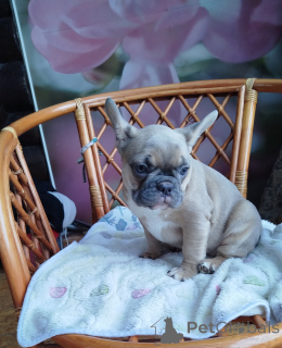 Foto №1. französische bulldogge - zum Verkauf in der Stadt Smolevichi | 500€ | Ankündigung № 162929