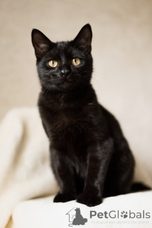 Foto №1.  - zum Verkauf in der Stadt Minsk | Frei | Ankündigung № 138799