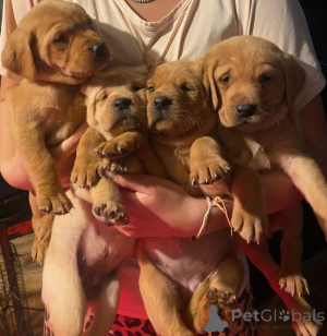 Foto №1. labrador retriever - zum Verkauf in der Stadt Donzdorf | verhandelt | Ankündigung № 162382