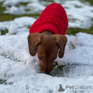 Foto №3. 3 männliche Dackelwelpen. Australien