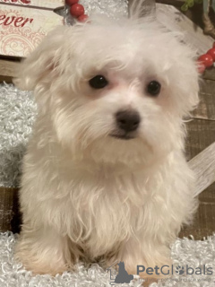 Foto №2 zu Ankündigung № 84259 zu verkaufen malteser - einkaufen USA züchter