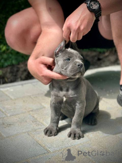 Foto №3. Cane Corso Welpen. Serbien