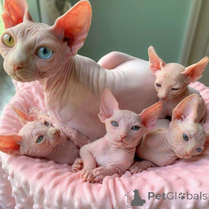 Foto №2 zu Ankündigung № 168914 zu verkaufen don sphynx - einkaufen Frankreich quotient 	ankündigung