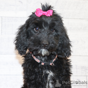 Foto №2 zu Ankündigung № 45612 zu verkaufen labradoodle - einkaufen USA quotient 	ankündigung
