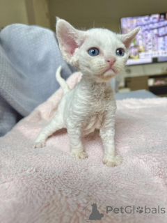 Foto №1. devon rex - zum Verkauf in der Stadt München | 350€ | Ankündigung № 143168