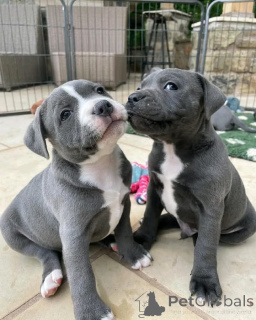 Foto №1. american pit bull terrier - zum Verkauf in der Stadt Espoo | Frei | Ankündigung № 160310