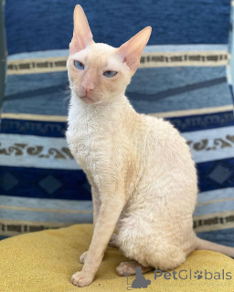 Foto №2 zu Ankündigung № 157700 zu verkaufen cornish rex - einkaufen Deutschland aus dem tierheim, züchter