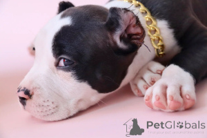 Foto №3. American bools xl. Russische Föderation