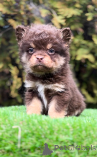 Foto №3. French bulldog with hypoallergenic hair. Serbien