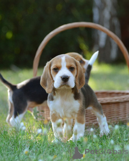 Foto №2 zu Ankündigung № 127708 zu verkaufen beagle - einkaufen Finnland quotient 	ankündigung