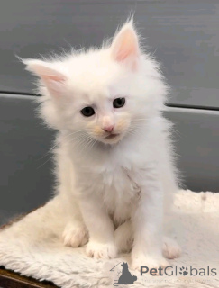 Foto №1. perserkatze - zum Verkauf in der Stadt Berlin | 300€ | Ankündigung № 137223