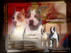 Foto №1. amerikanischer staffordshire terrier - zum Verkauf in der Stadt Cetynia | verhandelt | Ankündigung № 120583