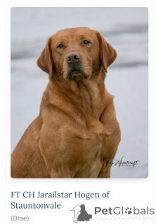 Foto №1. labrador retriever - zum Verkauf in der Stadt Baltimore | 339€ | Ankündigung № 173955