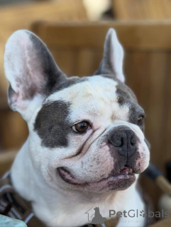 Foto №2 zu Ankündigung № 155341 zu verkaufen französische bulldogge - einkaufen Großbritannien quotient 	ankündigung