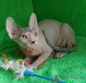 Foto №1. sphynx-katze - zum Verkauf in der Stadt Kamern | 350€ | Ankündigung № 178162