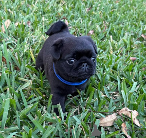 Foto №4. Ich werde verkaufen mops in der Stadt Devonside. quotient 	ankündigung - preis - verhandelt