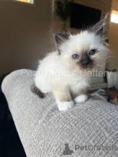 Foto №3. Chatons Birmans kehren zu ihrer neuen Familie zurück.. Frankreich