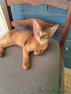 Foto №2 zu Ankündigung № 172207 zu verkaufen abessinierkatze - einkaufen Belgien quotient 	ankündigung