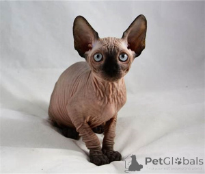 Foto №2 zu Ankündigung № 136299 zu verkaufen sphynx-katze - einkaufen Südafrika züchter