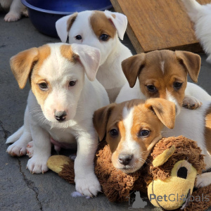 Foto №3. Reinrassige Jack-Russell-Terrier-Welpen, gesund, glücklich und vom Tierarzt. Tschechische Republik