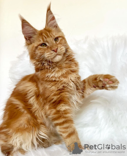 Foto №1. maine-coon-katze - zum Verkauf in der Stadt Colorado Springs | 284€ | Ankündigung № 103254