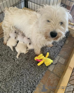 Foto №4. Ich werde verkaufen yorkshire terrier in der Stadt Pennsylvania Township. quotient 	ankündigung - preis - 956€