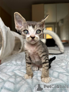 Foto №2 zu Ankündigung № 121031 zu verkaufen devon rex - einkaufen Deutschland quotient 	ankündigung, züchter