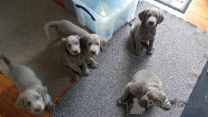 Foto №1. weimaraner - zum Verkauf in der Stadt Irlbach | 450€ | Ankündigung № 169468