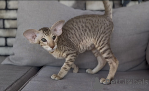 Foto №1. peterbald - zum Verkauf in der Stadt Quickborn | 350€ | Ankündigung № 173640
