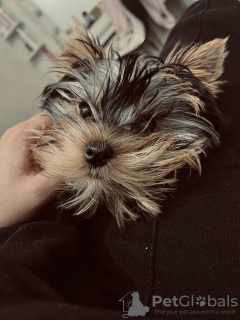 Foto №3. Yorkshire terriers for sale. Serbien