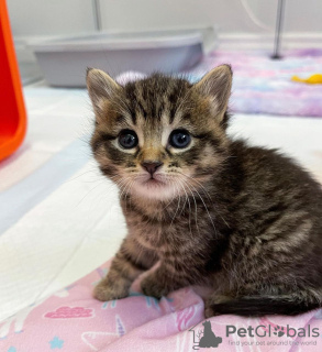 Foto №3. Verkauft eine bengalische Katze, registriert bei TICA.. USA