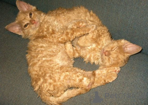 Foto №2 zu Ankündigung № 138855 zu verkaufen german rex - einkaufen Deutschland quotient 	ankündigung, züchter