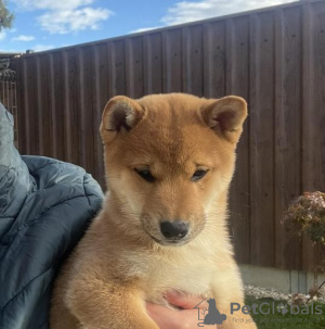 Foto №3. Beautiful shiba inu. Tschechische Republik