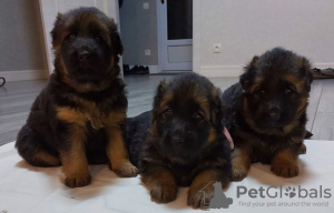 Foto №1. deutscher schäferhund - zum Verkauf in der Stadt Belgorod | 446€ | Ankündigung № 9151