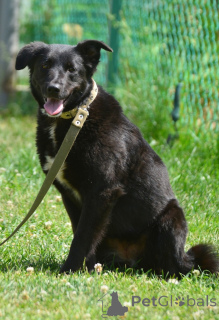 Foto №2 zu Ankündigung № 142814 zu verkaufen mischlingshund - einkaufen Russische Föderation quotient 	ankündigung