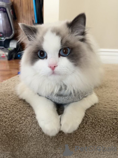 Foto №1. maine-coon-katze - zum Verkauf in der Stadt Yens | verhandelt | Ankündigung № 158452