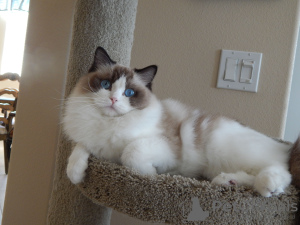 Foto №4. Ich werde verkaufen ragdoll-katze in der Stadt Berlin.  - preis - 150€