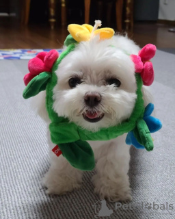 Foto №3. Reinrassige weiße Malteserwelpen zur Vermittlung verfügbar. USA