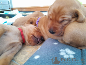 Foto №4. Ich werde verkaufen foxterrier in der Stadt Дортмунд. quotient 	ankündigung - preis - 1200€