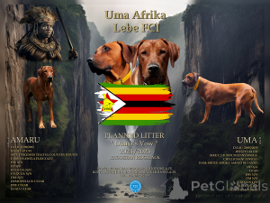 Foto №2 zu Ankündigung № 119744 zu verkaufen rhodesian ridgeback - einkaufen Polen quotient 	ankündigung, züchter