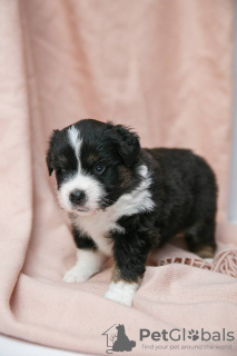 Foto №3. Miniatur American Shepherd (Mini Aussie) Welpen zu verkaufen. Russische Föderation