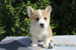 Foto №2 zu Ankündigung № 167412 zu verkaufen welsh corgi - einkaufen Serbien züchter