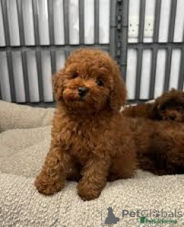 Foto №3. Chiots caniches nains sind à la vente verfügbar. Frankreich