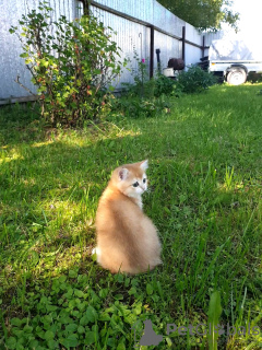 Foto №3. Britische goldene Chinchilla-Kätzchen. Russische Föderation