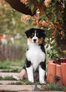 Foto №2 zu Ankündigung № 130368 zu verkaufen australian shepherd - einkaufen Russische Föderation vom kindergarten
