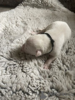 Foto №2 zu Ankündigung № 126748 zu verkaufen american bulldog - einkaufen Deutschland quotient 	ankündigung