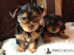 Foto №1. yorkshire terrier - zum Verkauf in der Stadt Freien | 450€ | Ankündigung № 169464