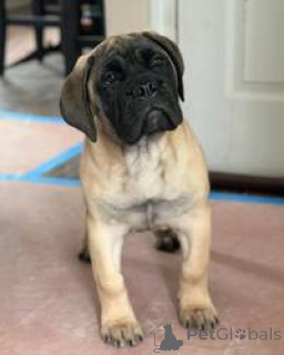 Foto №3. Bullmastiff-Welpen zur Adoption. Australien
