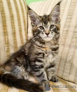 Foto №1. maine-coon-katze - zum Verkauf in der Stadt Jacksonville | 331€ | Ankündigung № 104303